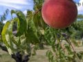 Wea Creek Orchard 과수원 액티비티(U-pick) Lafayette