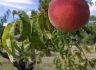 Wea Creek Orchard 과수원 액티비티(U-pick) Lafayette